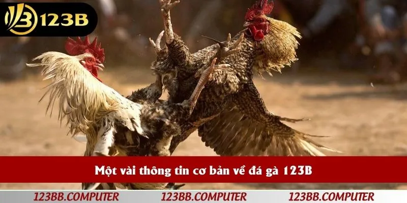 Một vài thông tin cơ bản về đá gà 123B