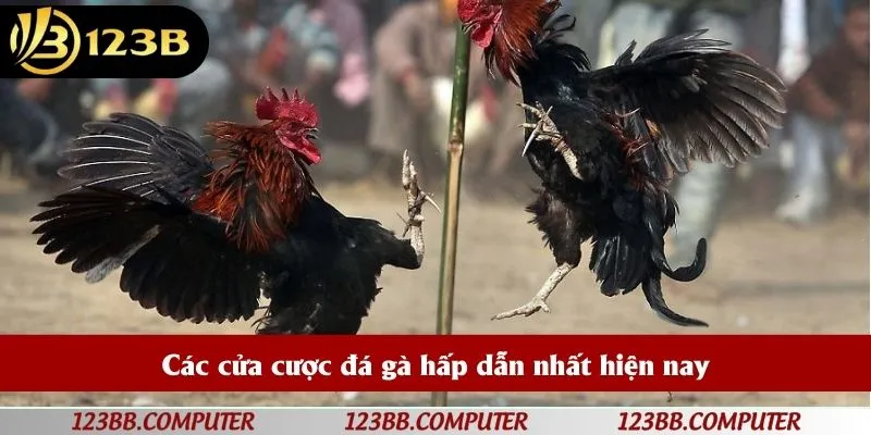 Các cửa cược đá gà hấp dẫn nhất hiện nay