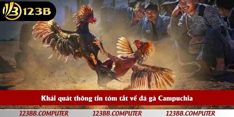 Khái quát thông tin tóm tắt về đá gà Campuchia