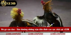 đá gà cựa dao