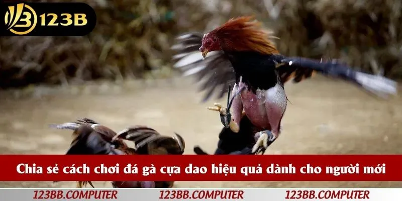 Chia sẻ cách chơi đá gà cựa dao hiệu quả dành cho người mới