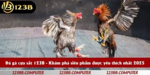đá gà cựa sắt