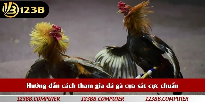 Hướng dẫn cách tham gia đá gà cựa sắt cực chuẩn