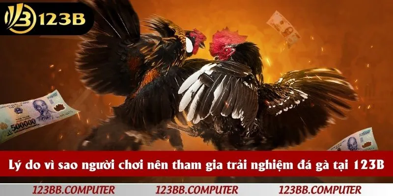 Lý do vì sao người chơi nên tham gia trải nghiệm đá gà tại 123B