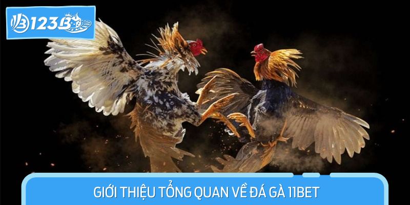 Tổng quan về Đá Gà 11BET