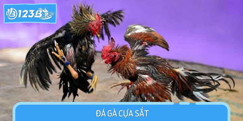 Đá gà cựa sắt – kịch tính, nhanh chóng và đầy bất ngờ